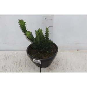 CACTUS CRISTATA C18