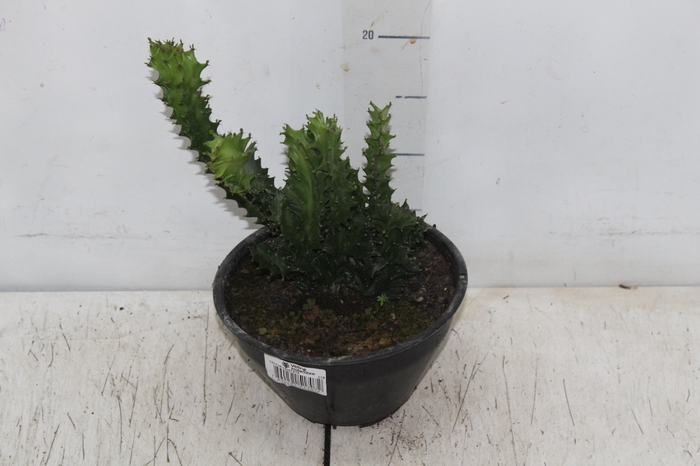 <h4>CACTUS CRISTATA C18</h4>