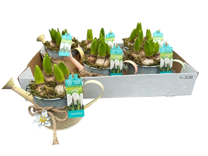 arr8 Arr Hyacinth In Zinken Gieter