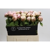 Paeonia Carl G. Klehm