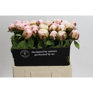 Paeonia Carl G. Klehm