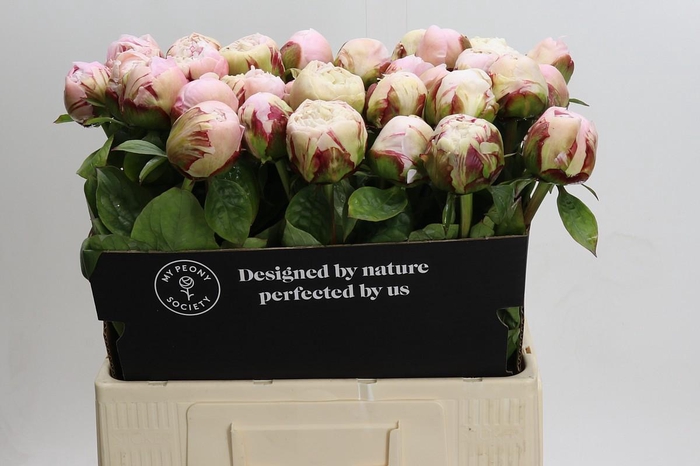 <h4>Paeonia Carl G. Klehm</h4>