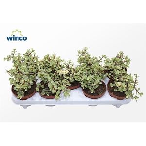 Crassula Afra Variegata