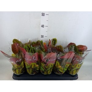 Maranta leuc. 'Fascinator'