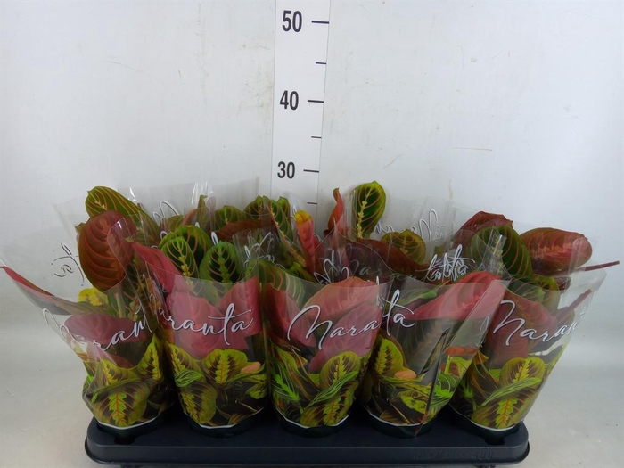 <h4>Maranta leuc. 'Fascinator'</h4>