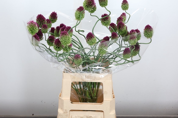 <h4>Allium Ov Dancing Tancho</h4>