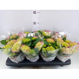 Hydrangea mac. 'Tabletensia'