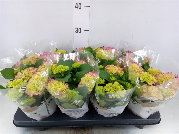 <h4>Hydrangea mac. 'Tabletensia'</h4>