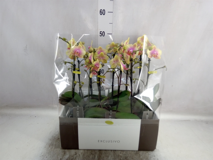 <h4>Phalaenopsis multi.   ...yellow</h4>