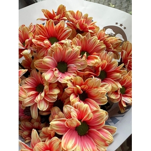 CHR T KENNEDY ORANGE (PAINTED)