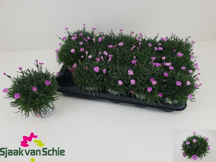 <h4>DIAN OVERIG</h4>