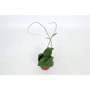 Hoya Joy 12 cm