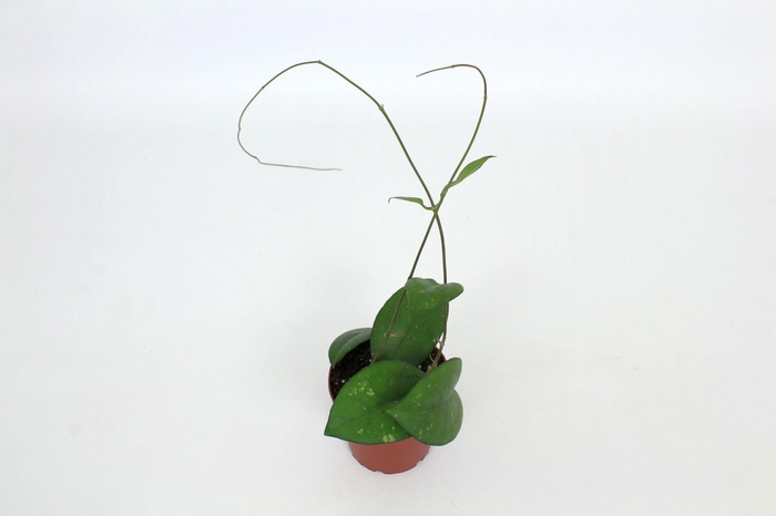 <h4>Hoya Joy 12 cm</h4>