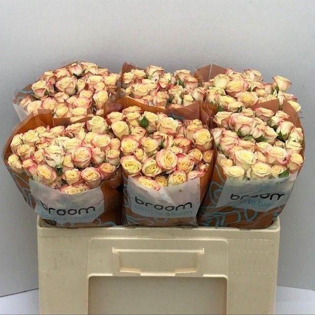 <h4>ROSA TR 'CANDELICIOUS'</h4>