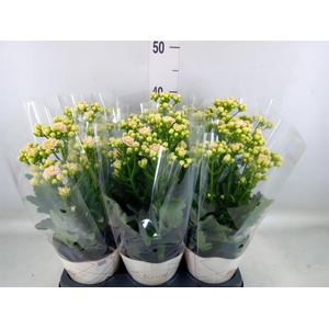 Kalanchoe  'MoreFlow Sunny Pink'