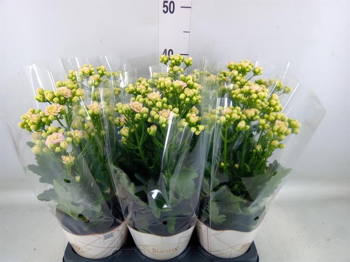 <h4>Kalanchoe  'MoreFlow Sunny Pink'</h4>