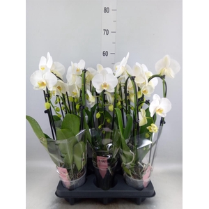 Phalaenopsis 'Elegant Cascade'