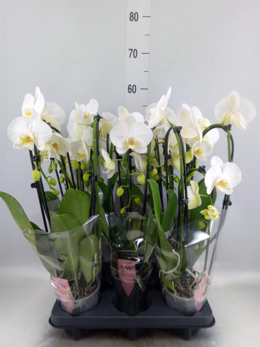 <h4>Phalaenopsis 'Elegant Cascade'</h4>