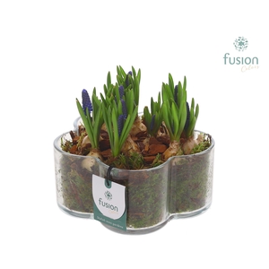 Glazen Bloemschaalmet Muscari