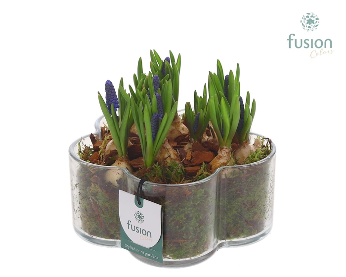 <h4>Glazen Bloemschaalmet Muscari</h4>