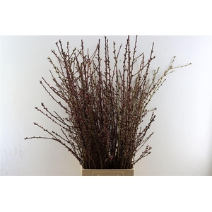 Perzikbloesem Long Red P Bunch