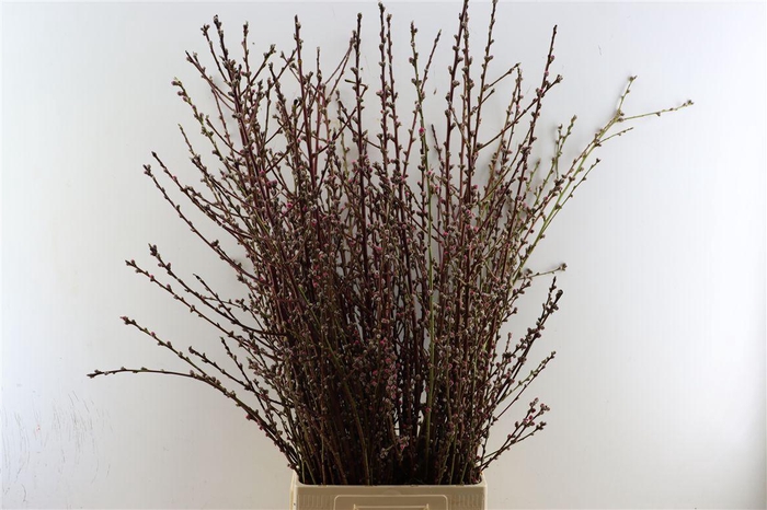 <h4>Perzikbloesem Long Red P Bunch</h4>