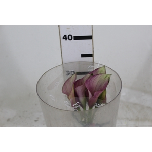 CALLA ROMANCE 000