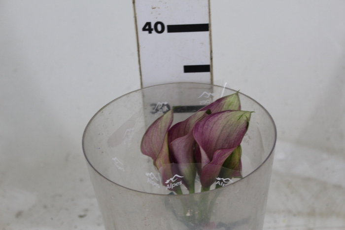 <h4>CALLA ROMANCE 000</h4>
