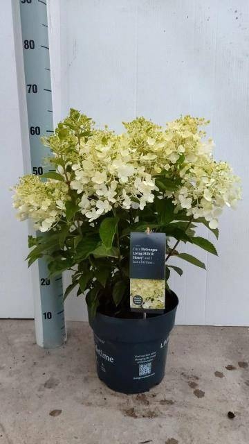 <h4>HYDR PANICULATA</h4>