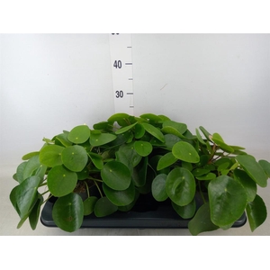 Pilea peperomioides