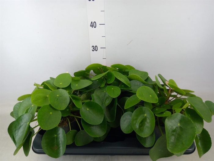 <h4>Pilea peperomioides</h4>
