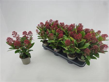 <h4>Skim J Rubella 7-8 Bloemen+</h4>