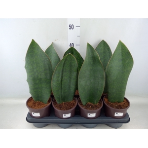 Sansevieria grandis