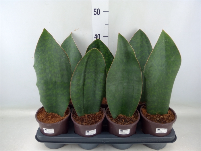 <h4>Sansevieria grandis</h4>