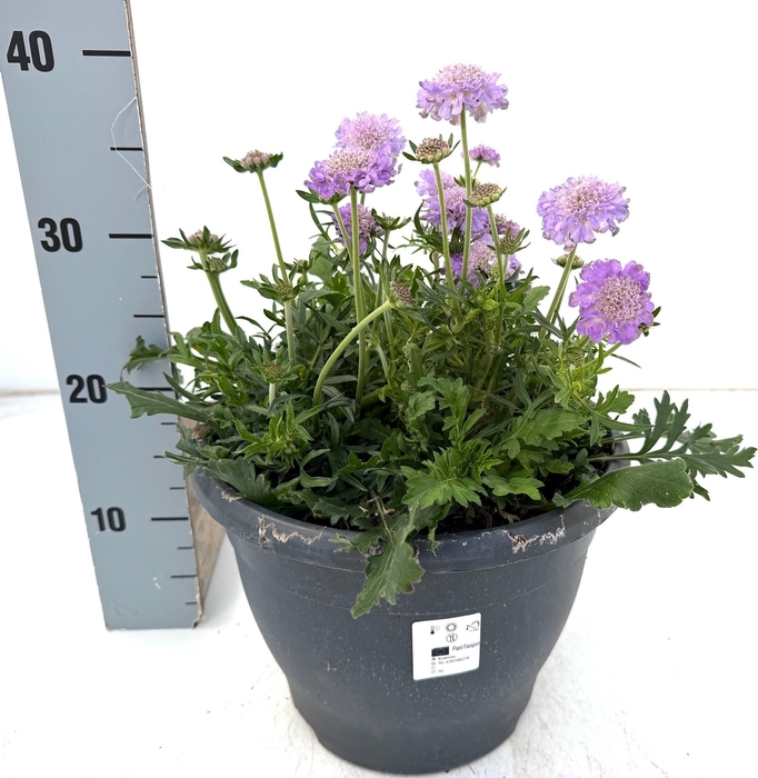 <h4>SCAB COLUMBARIA</h4>