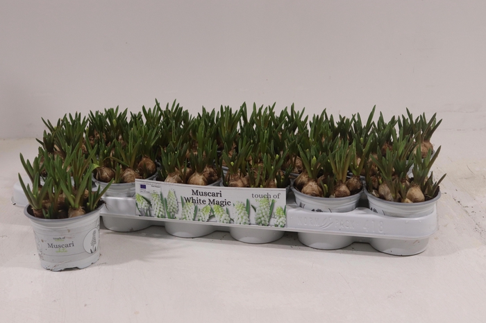 <h4>MUSCAR WHITE MAGIC</h4>