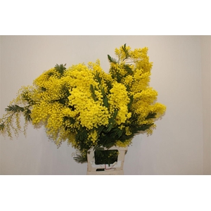 Mimosa Long 100cm P Stem