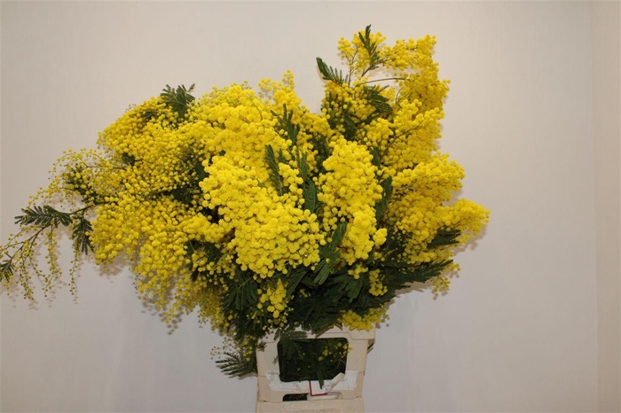 <h4>Mimosa Long 100cm P Stem</h4>
