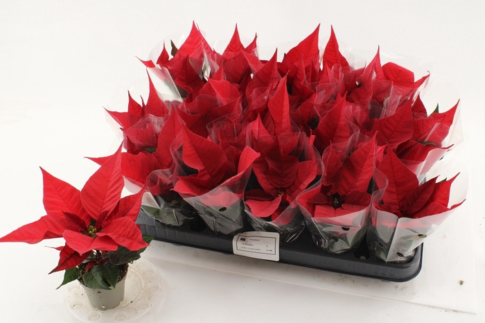 <h4>EUPHOR P CHR F RED</h4>