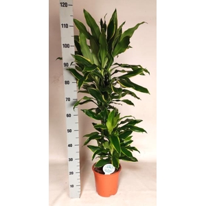 Dracaena Golden Coast 21Ø 115cm 3pp