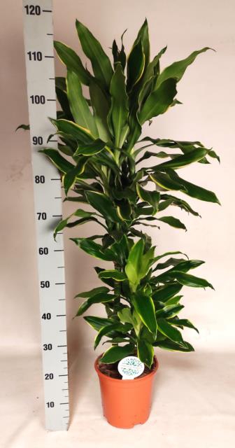 Dracaena Golden Coast 21Ø 115cm 3pp