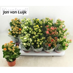 KALAN CALAN LUIJK MIX P9