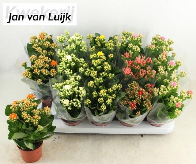 <h4>KALAN CALAN LUIJK MIX P9</h4>