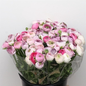 Ran El White Stripes Super