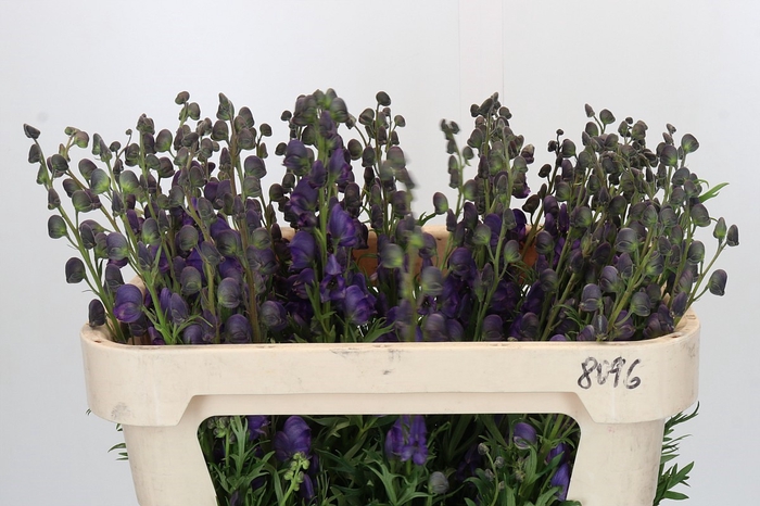 Aconitum Napellus