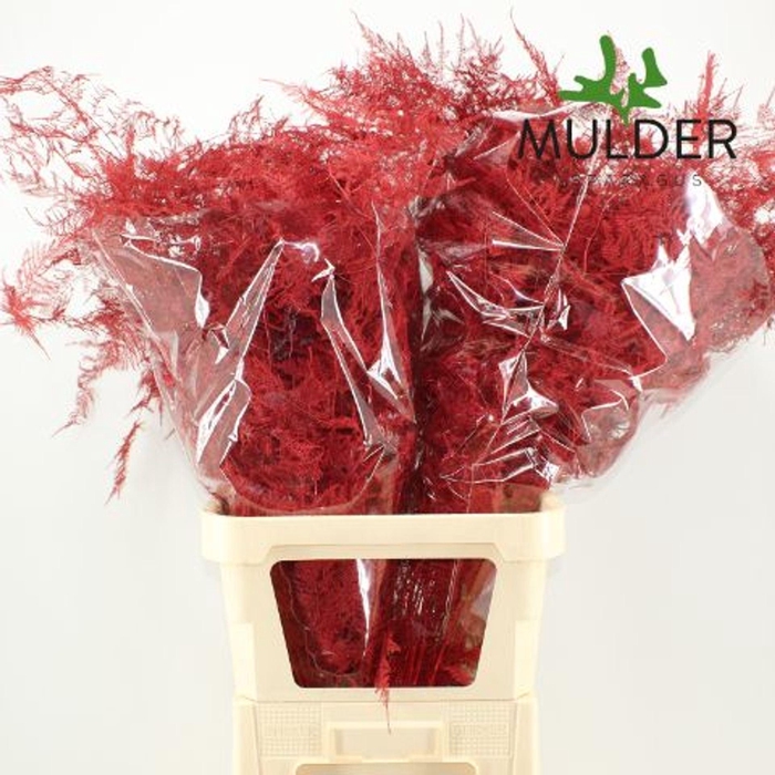 <h4>Asparagus DYED Red</h4>