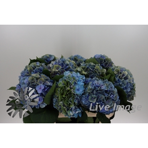 Hydrangea elbtal classic