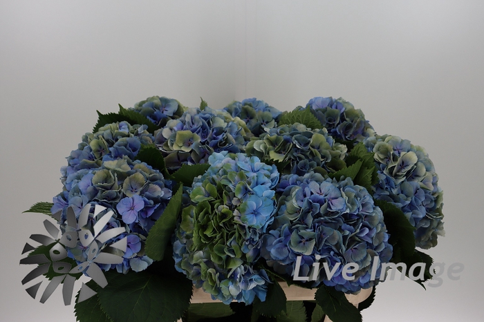 <h4>Hydrangea elbtal classic</h4>