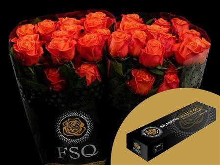 <h4>R Gr Orange Crush Box</h4>