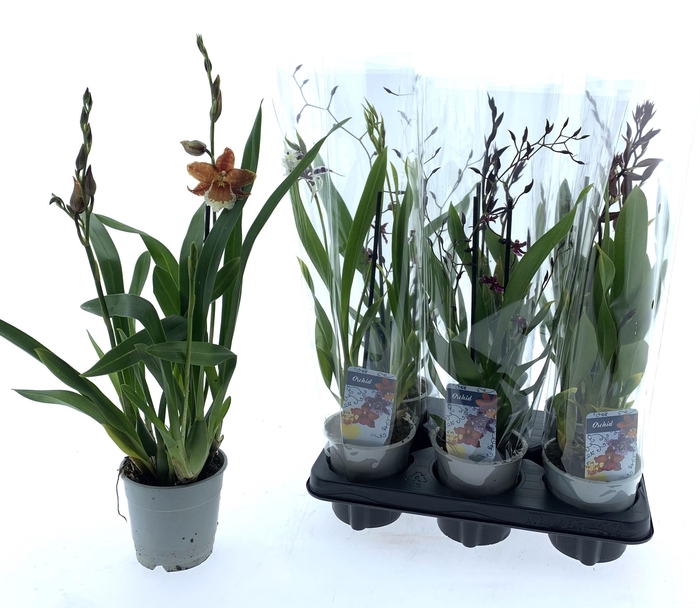 <h4>ORCHIDEEEN GEM</h4>